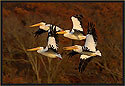 Pelicans 1702 Thumbnail